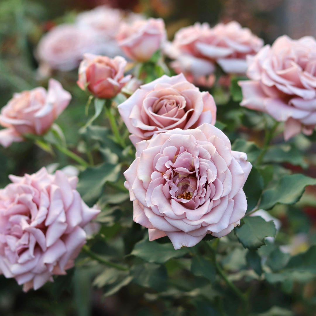 Koko Loko Rose Floribunda Rose potted garden rose