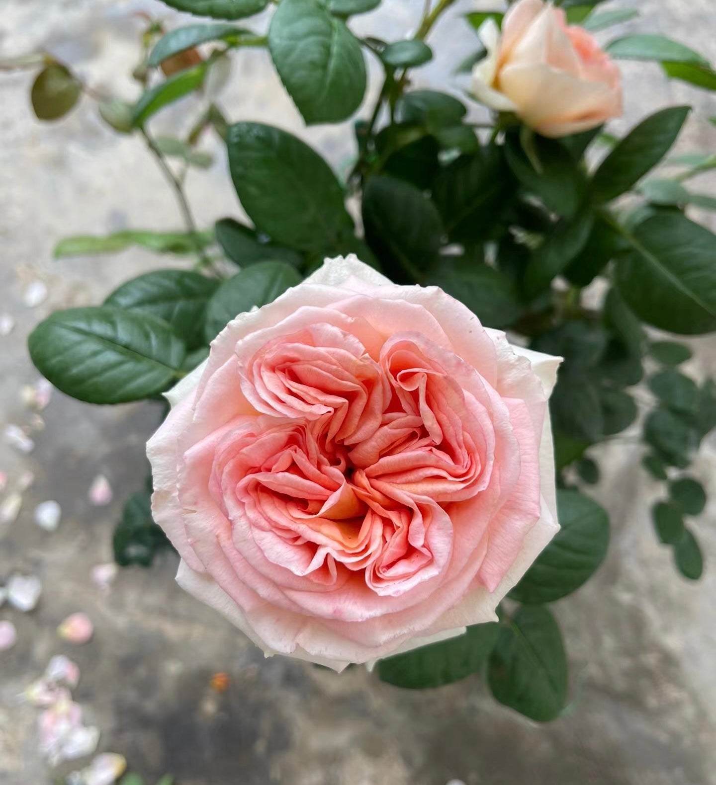 Lady Capri potted garden rose
