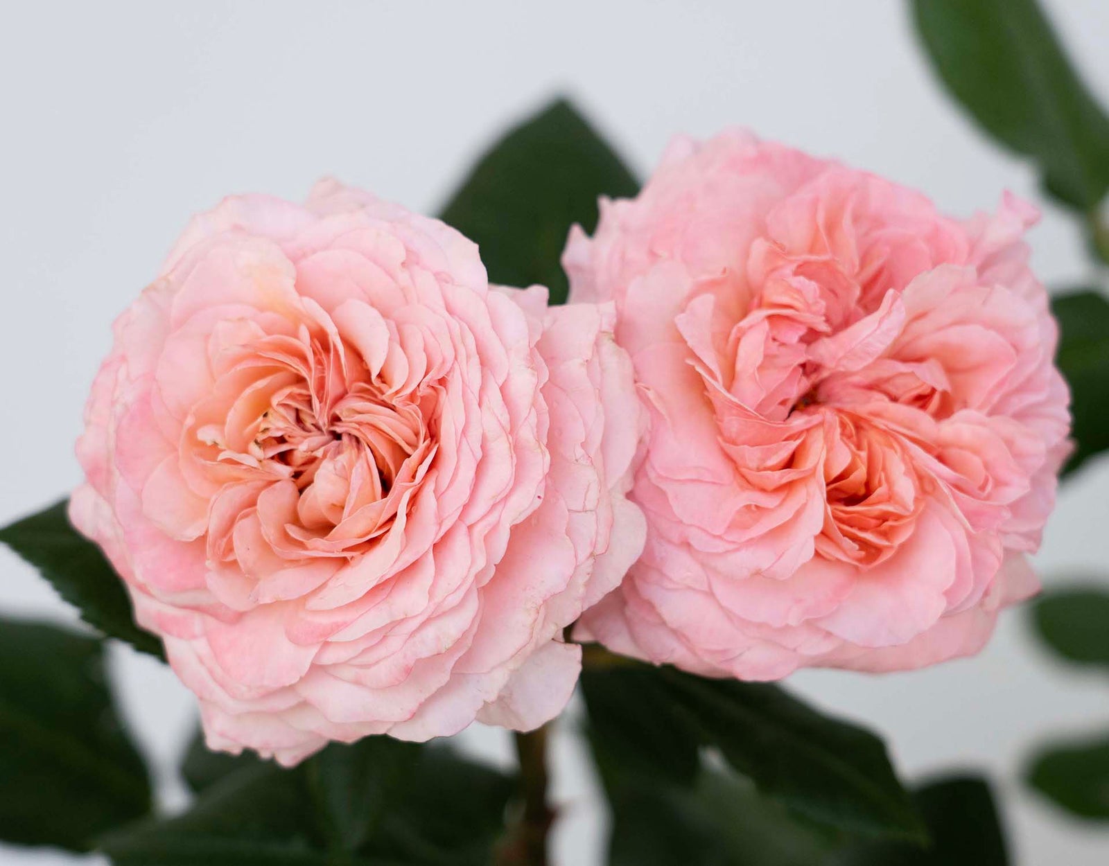 Martha Stewart potted garden rose
