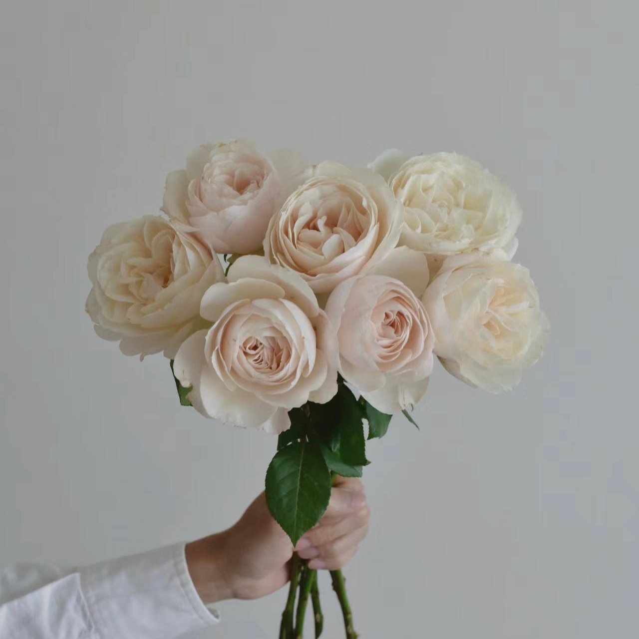 Princesse Astrid de Belgique Rose potted garden rose