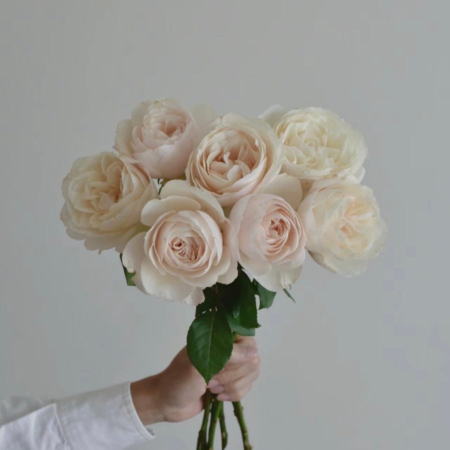 Princesse Astrid de Belgique Rose potted garden rose