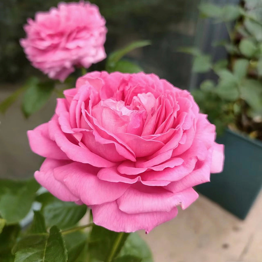 Rose Anuschka potted garden rose