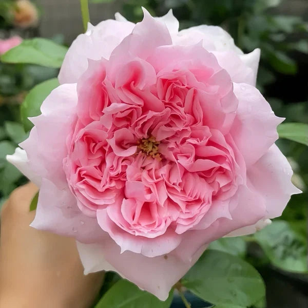 Schone Maid Rose potted garden rose