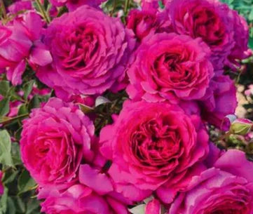 Light Years Away potted garden rose