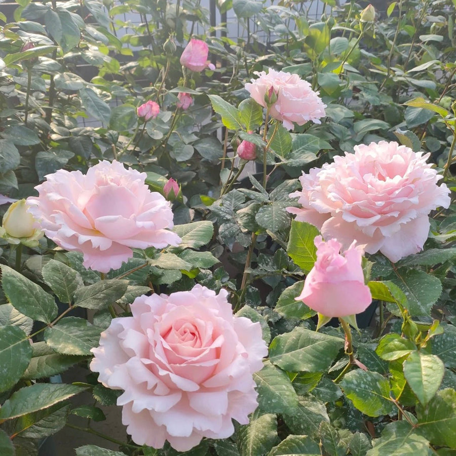 Sophie Rochas Rose potted garden rose