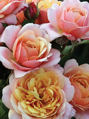 State of Grace potted garden rose