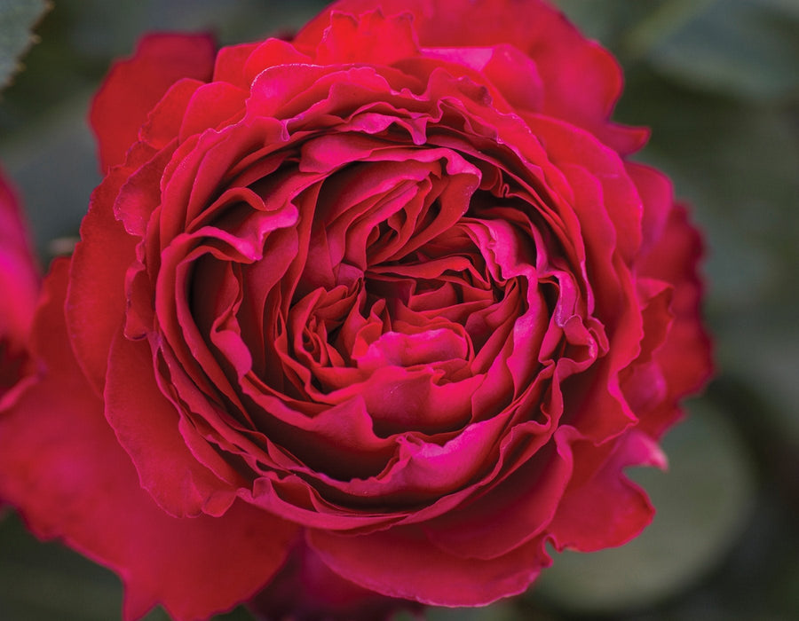 Traviata Rose potted garden rose