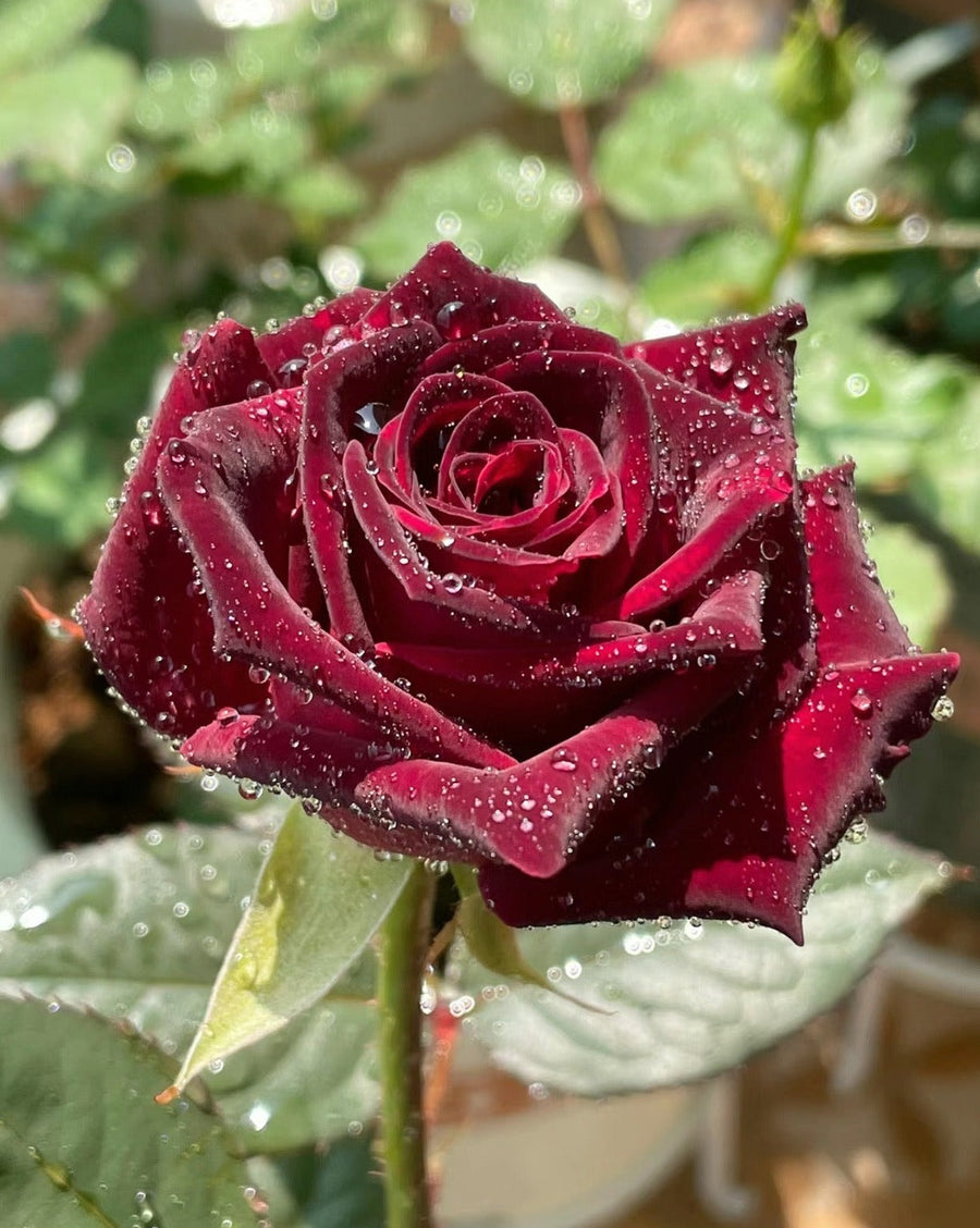 Black Baccara potted garden rose