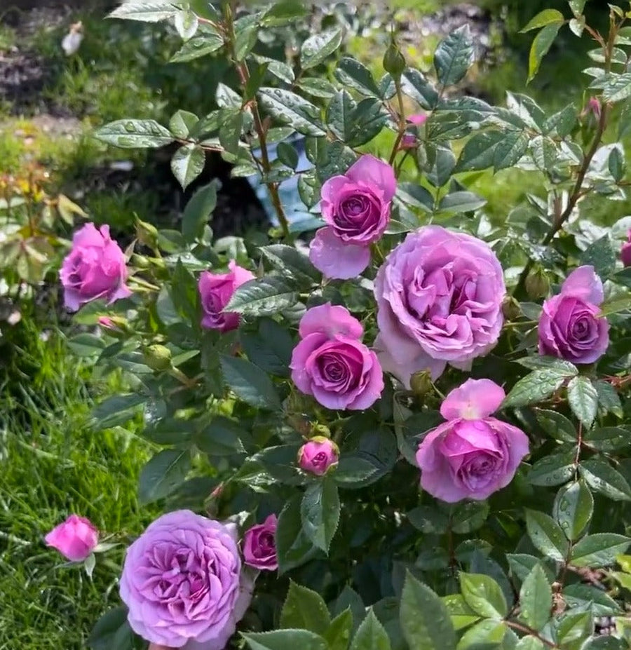 Veranda Lavender potted garden rose