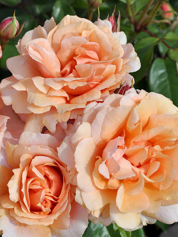 Sunbelt Soulsister potted garden rose