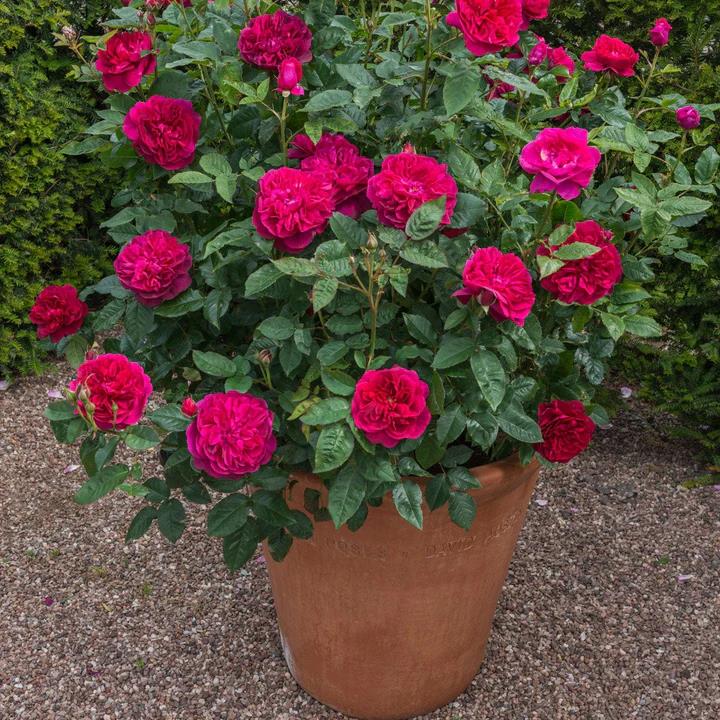 DARCEY BUSSELL potted garden rose