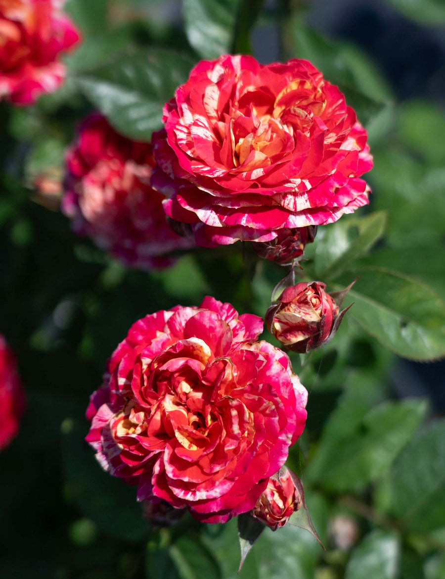 Winning Streak potted garden rose