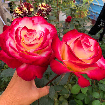 Double Delight potted garden rose