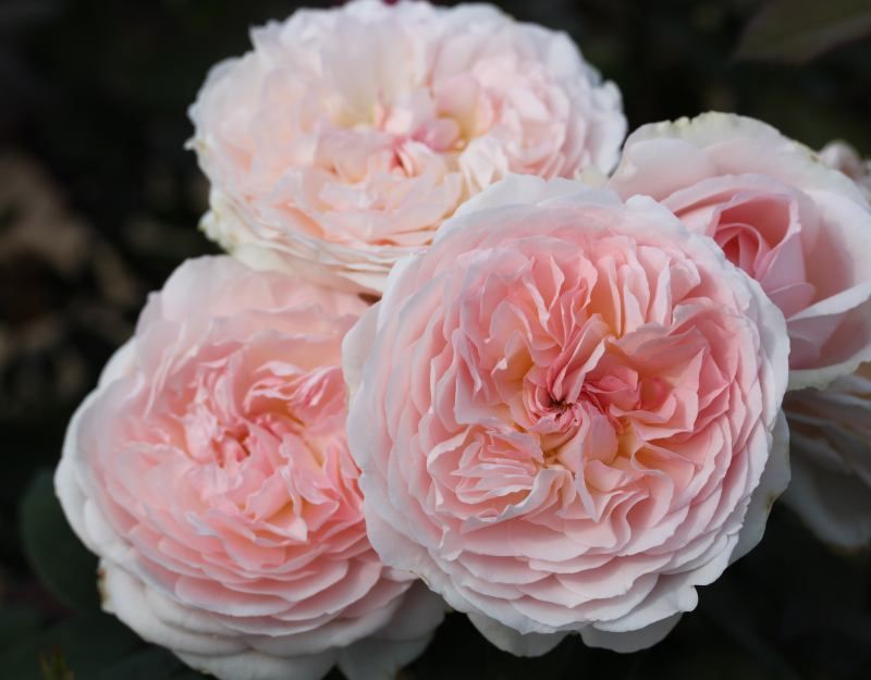 Bliss Parfuma potted garden rose