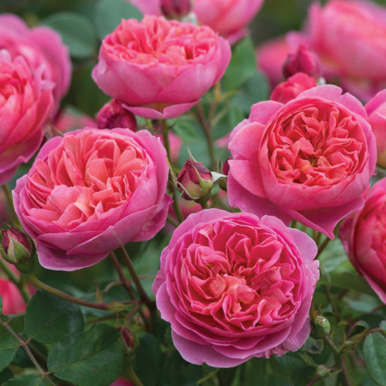 Boscobel potted garden rose