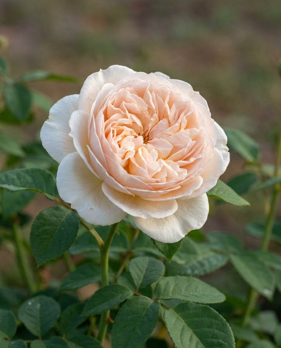 Creamy Eden potted garden rose