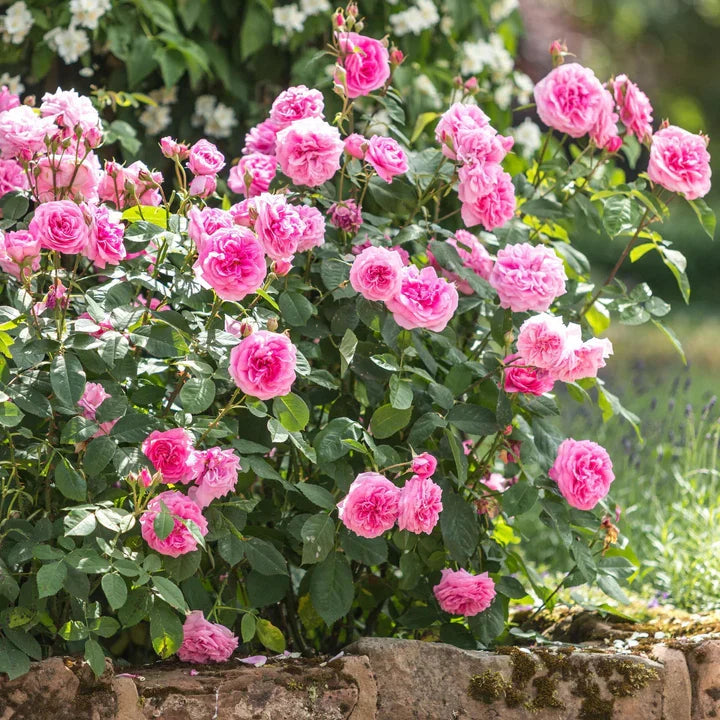 Gertrude Jekyll potted garden rose