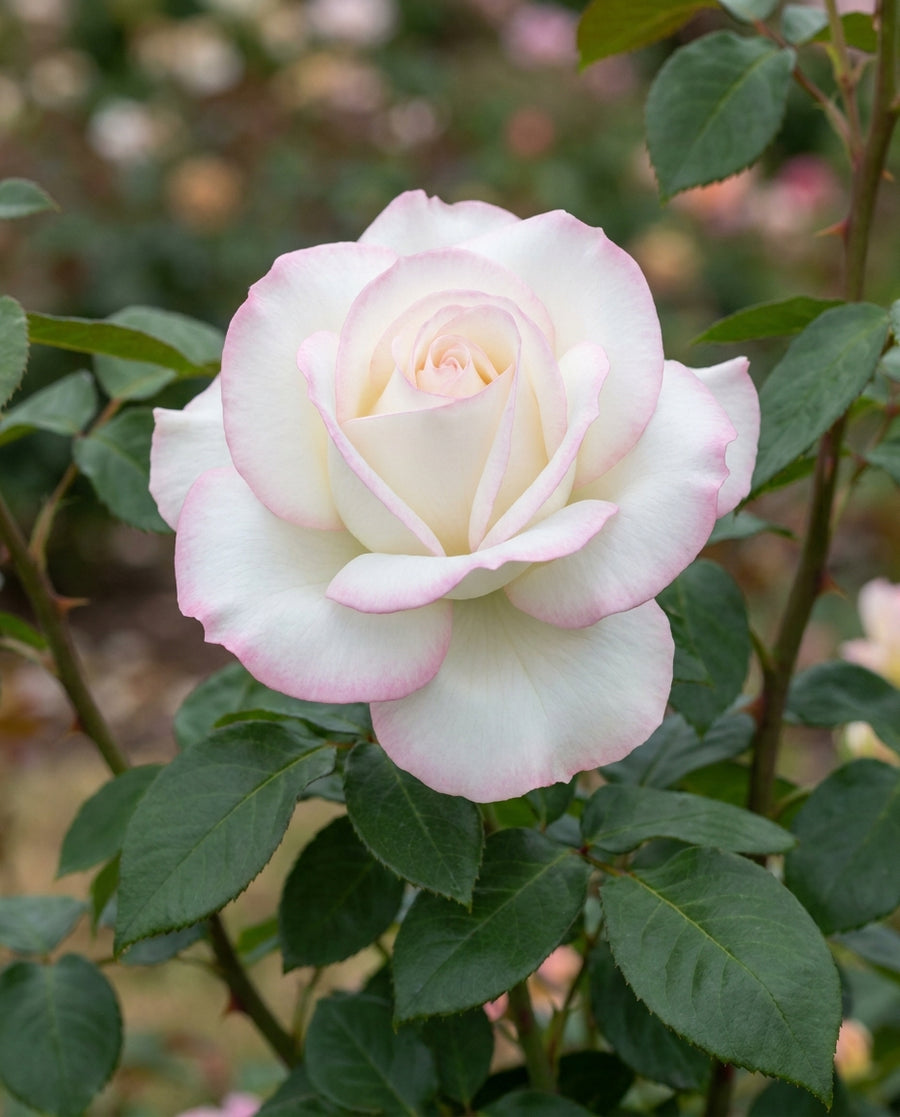 Moonstone potted garden rose