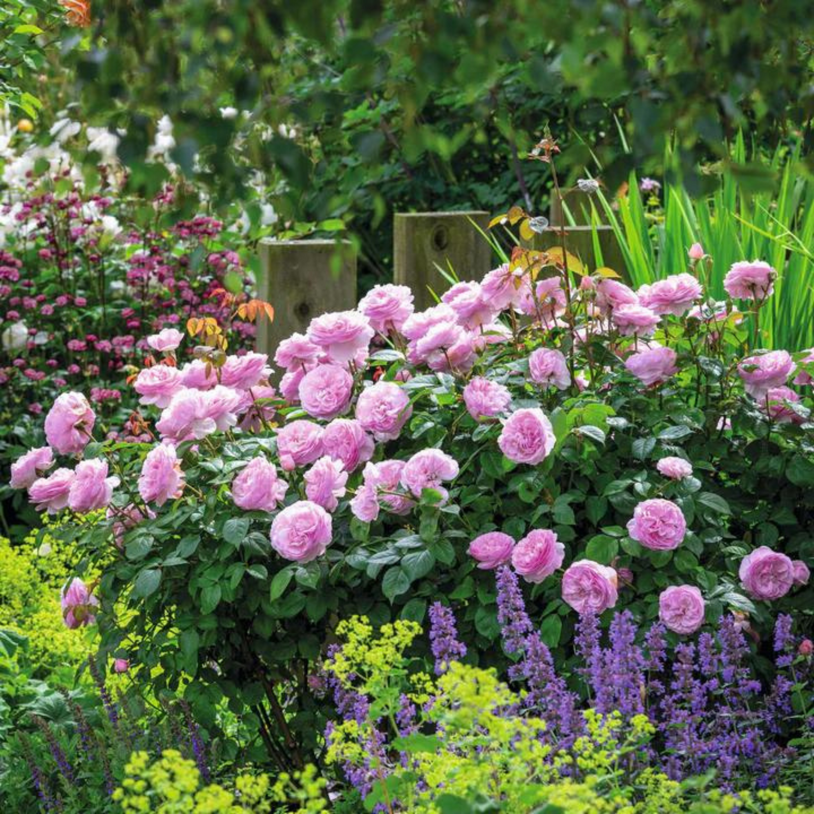 Olivia Rose Austin potted garden rose
