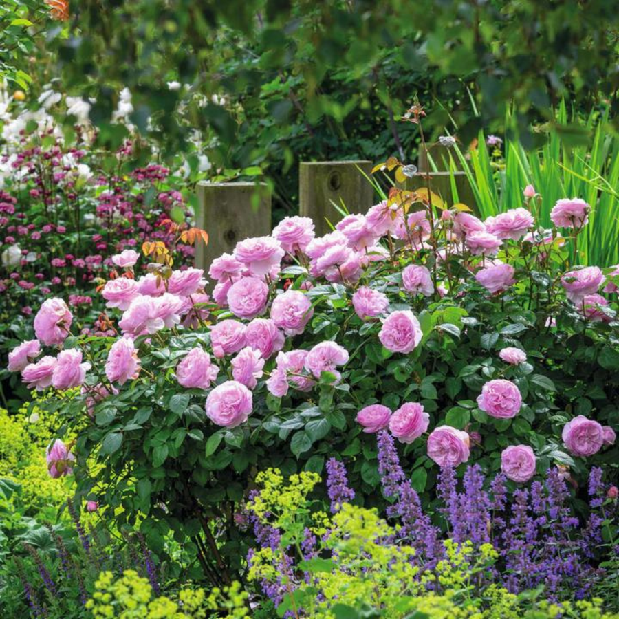 Olivia Rose Austin potted garden rose